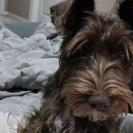 Willie - Miniature Schnauzer