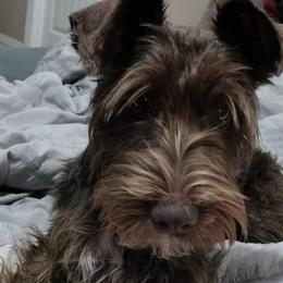 Willie - Miniature Schnauzer