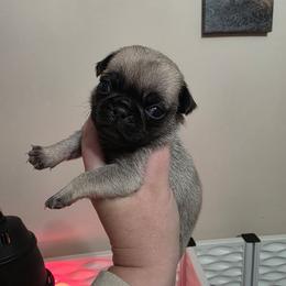 Curly - Fawn male Pug puppy in Olin, North Carolina from Piggy Pugs