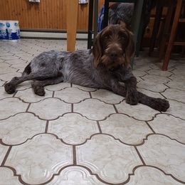 Scout - Wirehaired Pointing Griffon