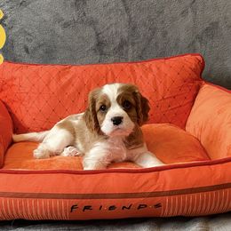 Cavalier King Charles Spaniel Puppies from Cavalier Castle