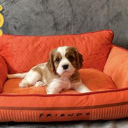 Cavalier King Charles Spaniel Puppies from Cavalier Castle