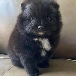 Pomeranians from Wonderland Pomeranians