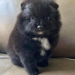 Pomeranians from Wonderland Pomeranians