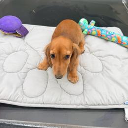 Hedy - Red female Dachshund puppy in Gavilan Hills, California from Bacchanal Kennel/Ranch