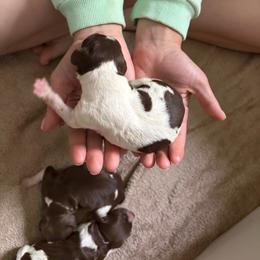 Purple - Liver roan female Brittany puppy in Adairsville, Georgia from Rocking L Farms