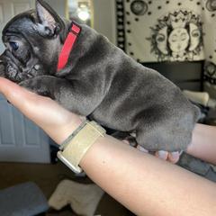 French Bulldog Puppies from Lewert’s puppies