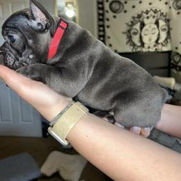 French Bulldog Puppies from Lewert’s puppies