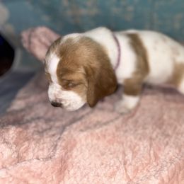 Basset Hound Puppies from Mockingbird Hollow Bassets