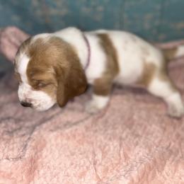 Basset Hound Puppies from Mockingbird Hollow Bassets