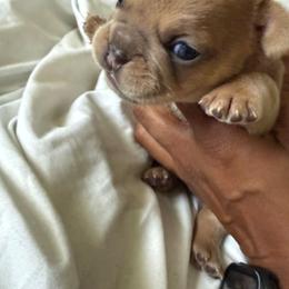 Tyson - Fawn male French Bulldog puppy in Middletown, Rhode Island from Royal Frenchies LLC