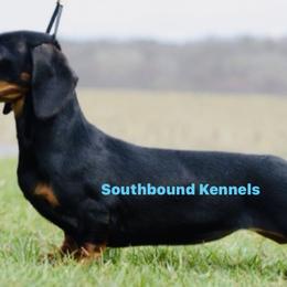 Mia - Dachshund