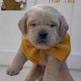 Friar Tuck - Yellow male Labrador Retriever puppy in Ocala, Florida from Moon river Labradors