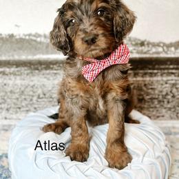Atlas - Merle male Goldendoodle puppy in Pasco, Washington from Camp Doodle Woods