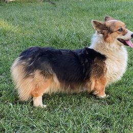 Four Leaf Farm Aspen - Black and tan female Pembroke Welsh Corgi puppy in Coleta, Illinois from Four Leaf Farm- Vom Vierblättriges Bauernhof