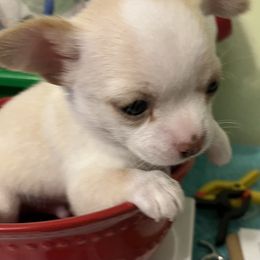 Chihuahua Puppies from Four-Zero Six Chihuahua’s