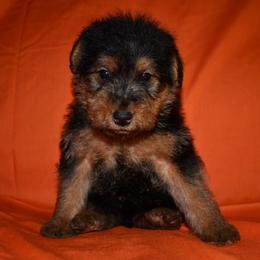 Commander - Black and tan male Welsh Terrier puppy in Draper, Virginia from Shady Oaks WFT