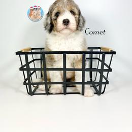 Aussiedoodle, Bernedoodle, and Goldendoodle Puppies from Dandy Doodle Ranch