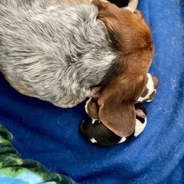 Beagle Puppies from Bluebonnet Kennels