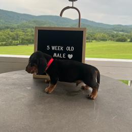 Dachshund Puppies from Blue Ridge Mountain Weenies