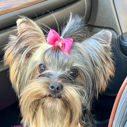 Ella - Yorkshire Terrier