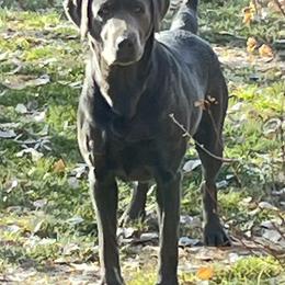 Labrador Retriever puppies from Wind River Labrador’s