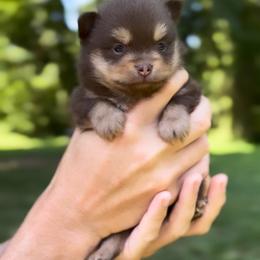 Chocolate and tan girl - Chocolate and tan female Pomeranian puppy in Princeton, New Jersey from PureLove Poms.