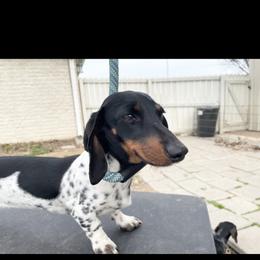 PJ - Dachshund