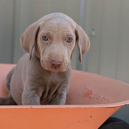 Cyndi - Silver gray female Weimaraner puppy in Evart, Michigan from Drehbar Weimaraners