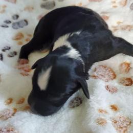 Auggie - Black and white male Sheepadoodle puppy in Bellevue, Iowa from Fluffy Wonders Poms and Doodles