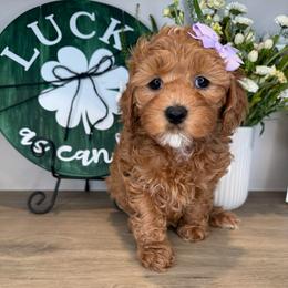 Max - Lavender - Red female Cavapoo puppy in South Jordan, Utah from Simply Sweet Paws. LLC