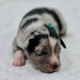 Green collar - Blue merle male Aussiedoodle puppy in 32046, Florida from River Hill Ranch