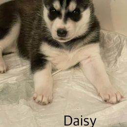 Siberian Husky Puppies from Husky Love and Pups