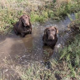 Anatolian Shepherd Dog and Labrador Retriever Puppies from Learning With Dogs