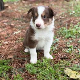 Red Tri - Red male Border Collie puppy in Nashville, Arkansas from Whisenhunt Farms