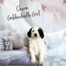 Charm - Parti female Goldendoodle puppy in Grove, Oklahoma from Guinn Family Farms