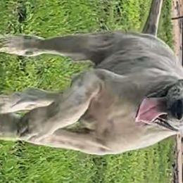 Patriot - Great Dane puppy from Not So Dainty Danes