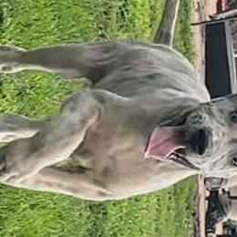 Patriot - Great Dane puppy from Not So Dainty Danes