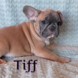 French Bulldog Puppies from Queenbeebullies