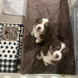 Australian Shepherd and Miniature Australian Shepherd Puppies from Integrity Aussies Tx