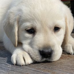 Labrador Retriever Puppies from Paws Farm