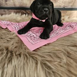 Cane Corso Puppies from Carrie Brown's Cane Corsos