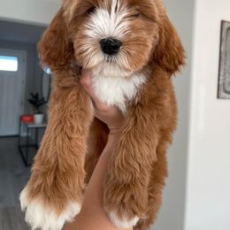Australian Labradoodle and Goldendoodle Puppies from The Moon Doodles
