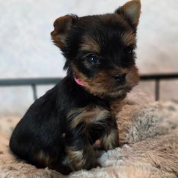 Sasha - Black and gold female Yorkshire Terrier puppy in Luray, Tennessee from Little Angel Yorkies