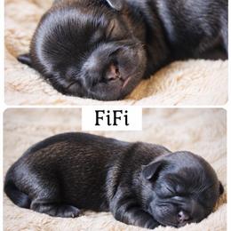Fifi - Brown female Shichon puppy in Pennsylvania from Manor Hills Shih Tzus