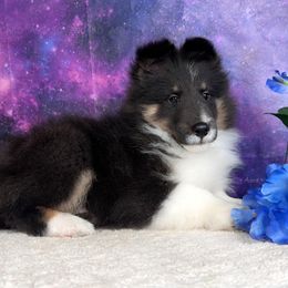 Cyclone - Black white and tan male Shetland Sheepdog puppy in Elk, Washington from Asgard Shetland Sheepdogs