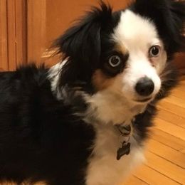 Miniature Australian Shepherds, Siberian Huskies, and Toy Australian Shepherds from Tails & Belles Dog Breeding