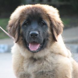 Leonbergers from Kalahari Leonbergers