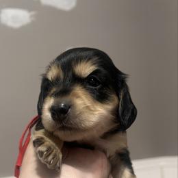 Oreo   AKC   PRA  CLEAR - Black and cream female Dachshund puppy in Miami, Florida from Maitime Dachshund