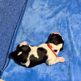 Orange - Black and white female English Springer Spaniel puppy in St. Louis, Missouri from Three Doves